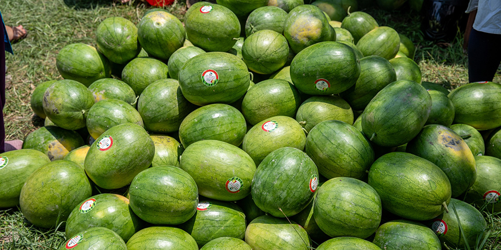 पोखरामा तरबुजा खेतीः चार महिनामा १५ लाख रूपैयाँ आम्दानी