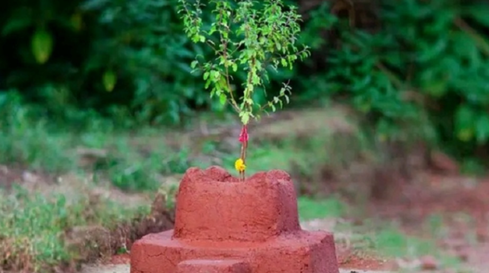 आज हरि बोधिनी एकादशी : घरमा रोपिएको तुलसीलाई दामोदरसँग विवाह गरिँदै