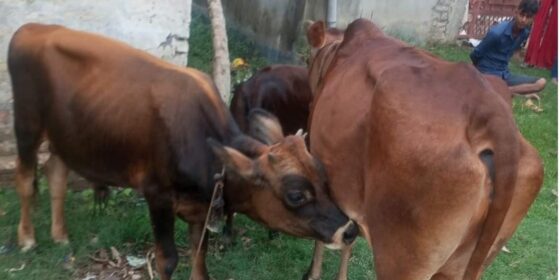 बिमाका लागि पशुको नामसारी अनिवार्य