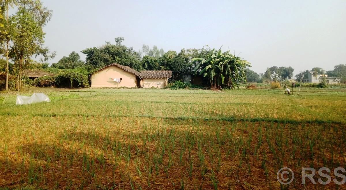 लसुन रोपेर आम्दानी गर्दै पिपलाडीका किसान