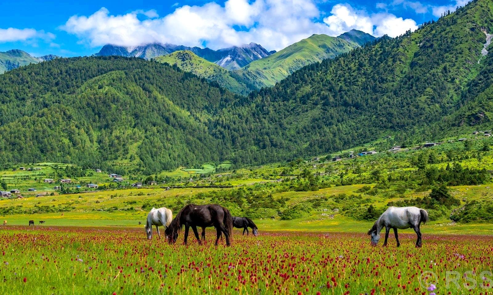 वनफूलले ढाकिएका पाटन हेर्ने केरी र बुकीमा पर्यटक