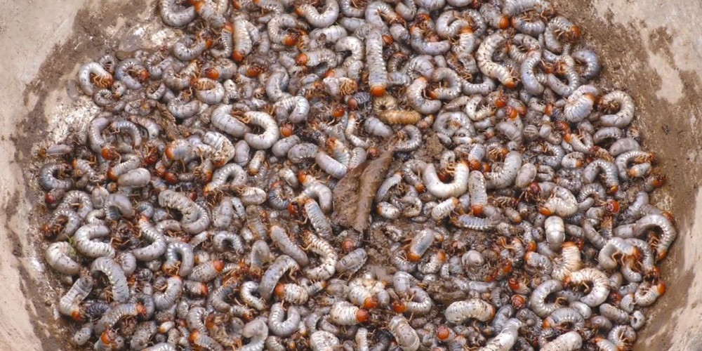 खुम्रे किराको आतङ्कले कृषक चिन्तित