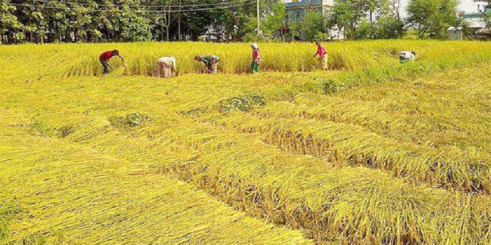चाडबाड सकिएपछि किसानलाई धान भित्र्याउने चटारो 