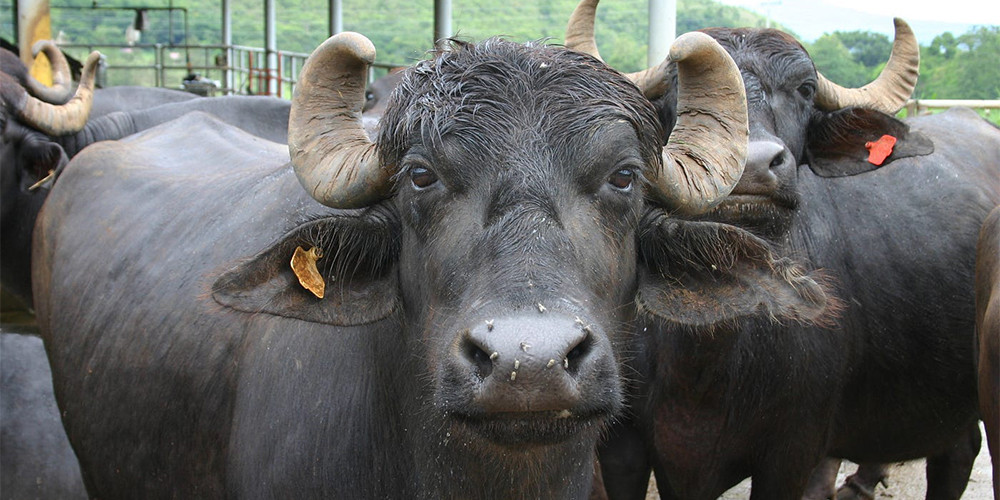 थोरै सङ्ख्यामा पशु पालेरै मासिक एक लाख बढी आम्दानी