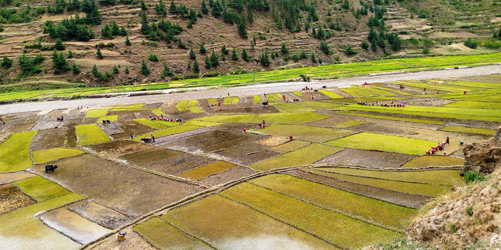 धान दिवस : जुम्ली मार्सी चामलको माग अन्तर्राष्ट्रिय बजारमा