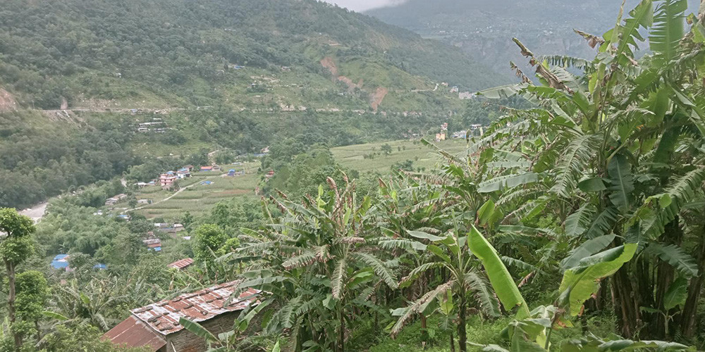 केरा खेतीले फेरियो जिन्दगी