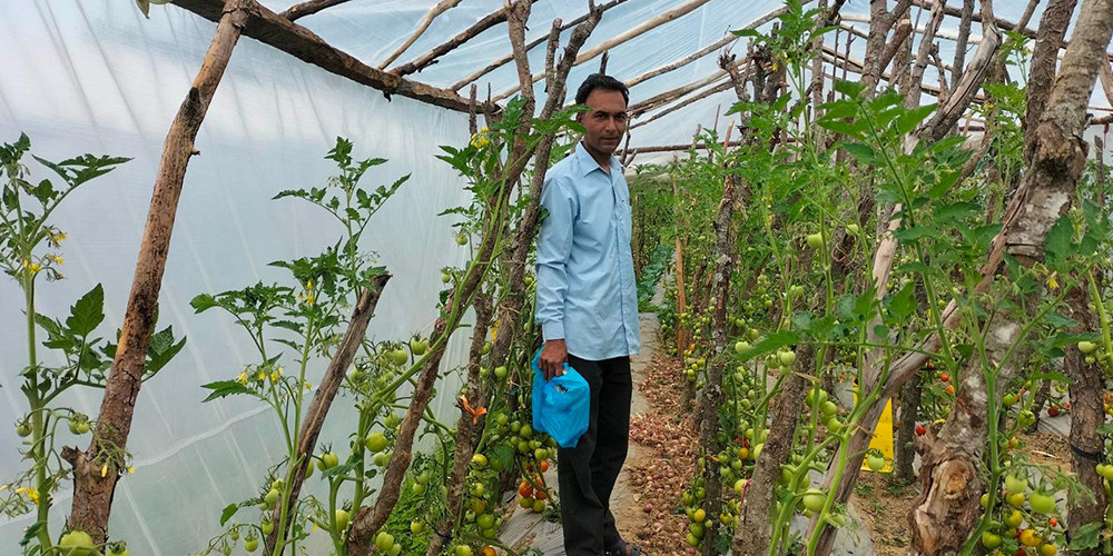 अध्यापनसँगै तरकारी खेतीबाट मनग्य आम्दानी गर्दै धनवीरसिंह
