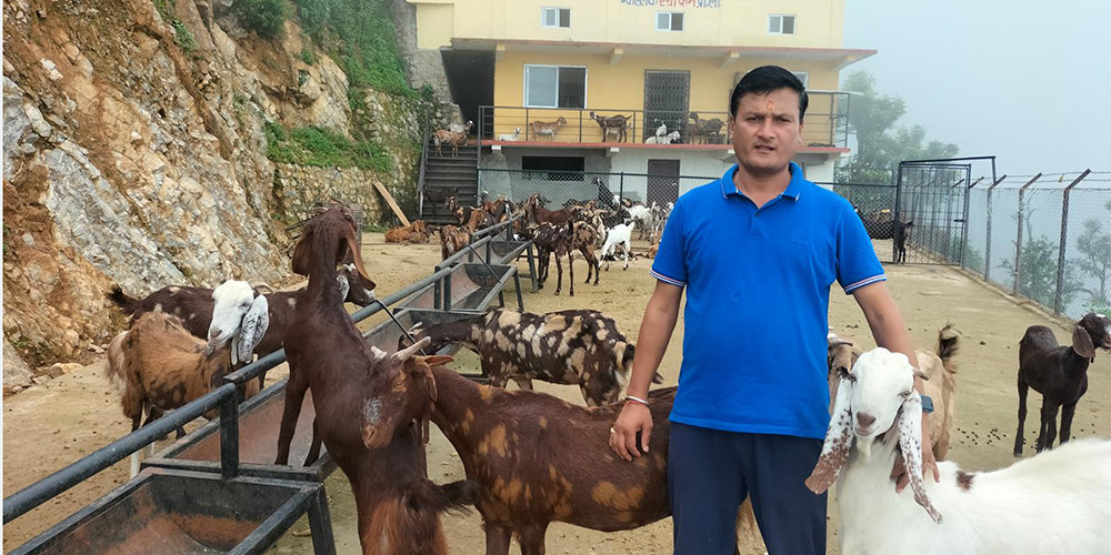 निर्माण व्यवसायी चन्दको लोभलाग्दो बाख्रापालन