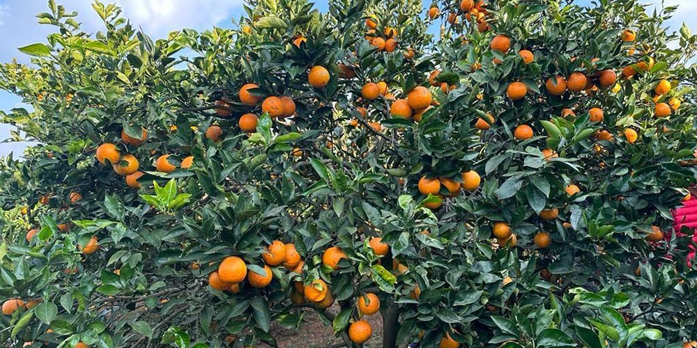 रामेछापका किसानलाई जुनार बेच्न भ्याइनभ्याइ