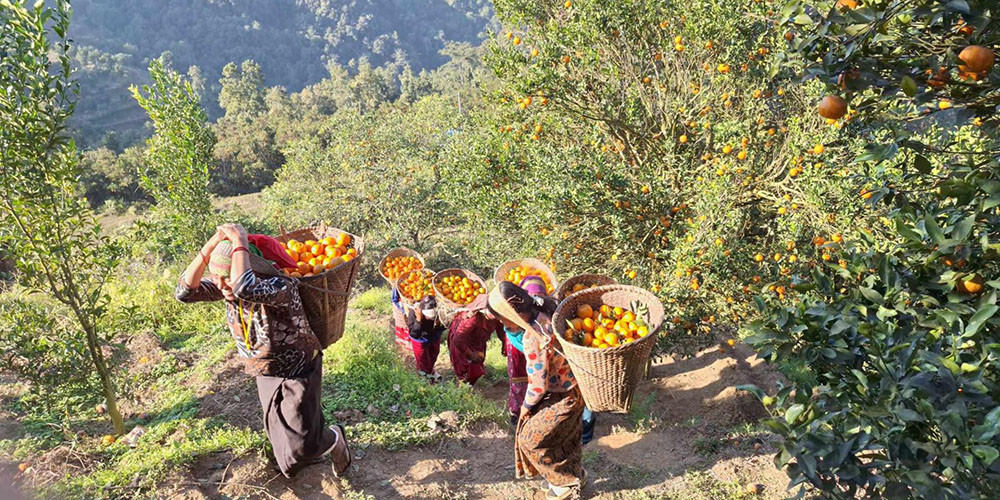 विश्वबहादुरको एउटै बगानमा फल्यो ७५ लाखको सुन्तला