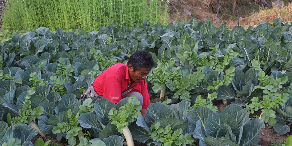 विदेशबाट फर्केर तरकारी खेती गर्दै मनिराज