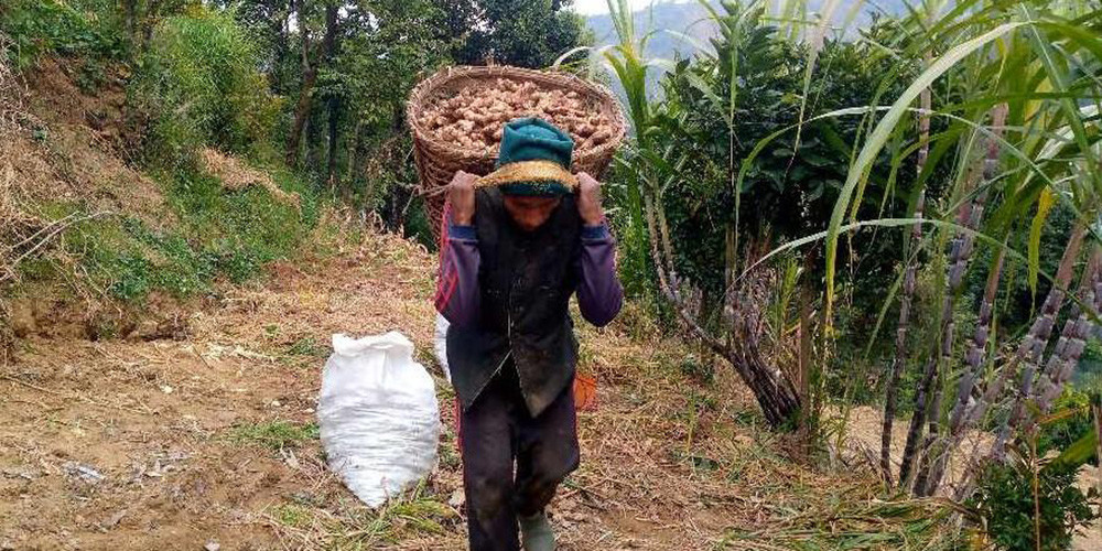 ६ करोडभन्दा बढीको अदुवा गाउँबाटै बिक्री