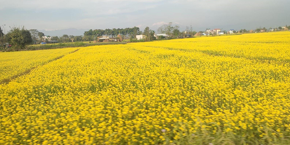 नगदेबालीतर्फ आकर्षित हुँदै चितवनका किसान