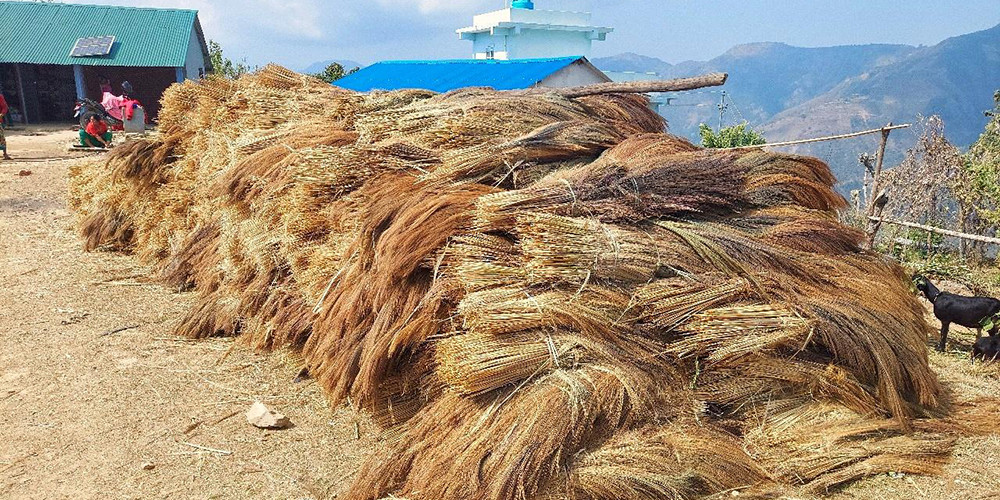 वनमा लगाएको अम्रिसो  बेचेर ३ करोड बढी आम्दानी