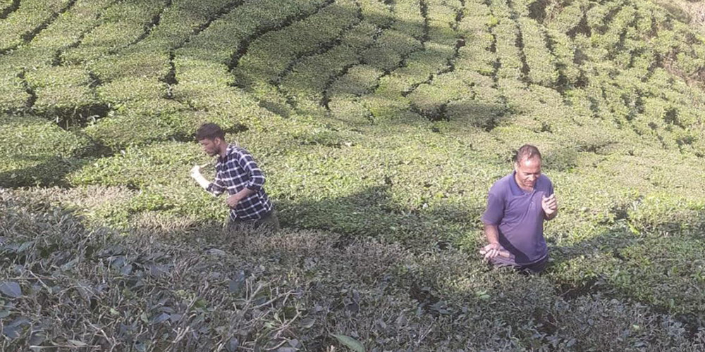 हिउँद लागेसँगै बन्द भयो चियाको उत्पादन