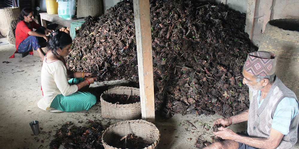 गत वर्षभन्दा तेब्बर बढ्यो अलैँचीको भाउ