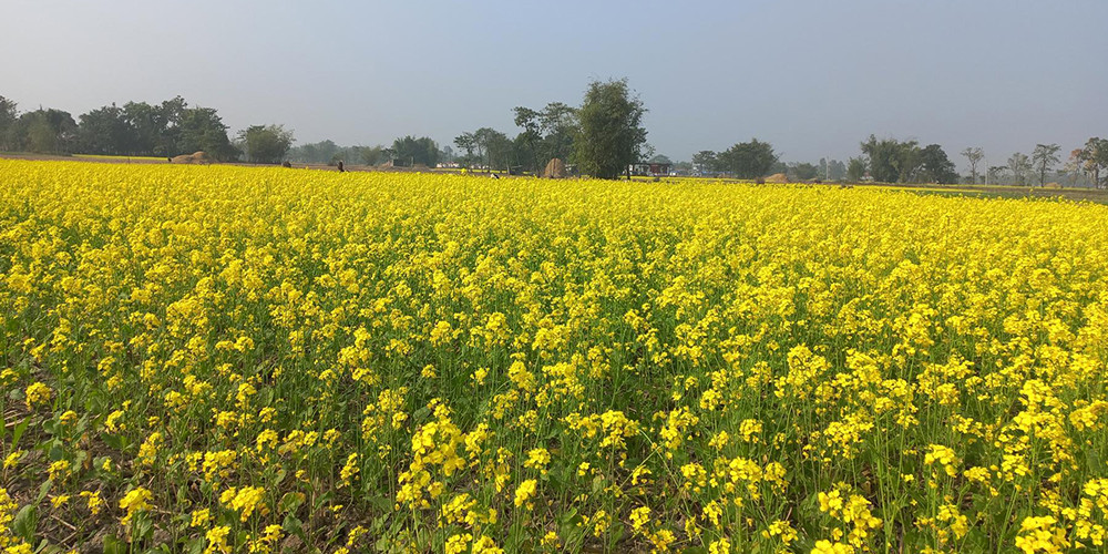 झापाको एउटै पालिकामा २५ सय बिघामा तोरी खेती