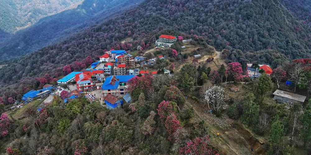 ढकमक्क गुराँसले रङ्गियो घोडेपानी