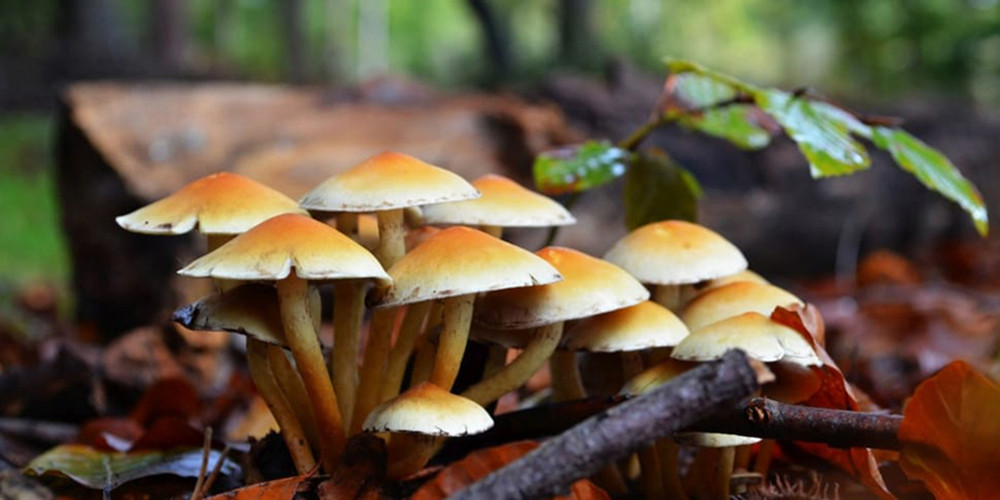 जङ्गली च्याउ खाँदा एकै परिवारका सात जना बिरामी