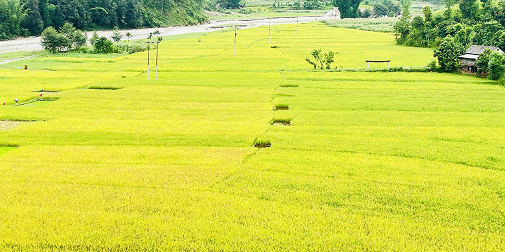 गुल्मीमा धान उत्पादन बढ्यो 