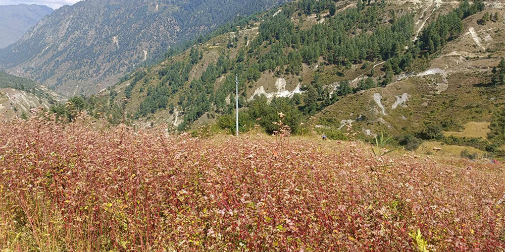 लोप हुँदै मिठेफापर, संरक्षणमा छैन कसैको चासो