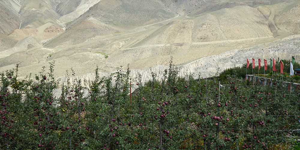 लोमान्थाङमा फल्‍न थाल्यो स्याउ