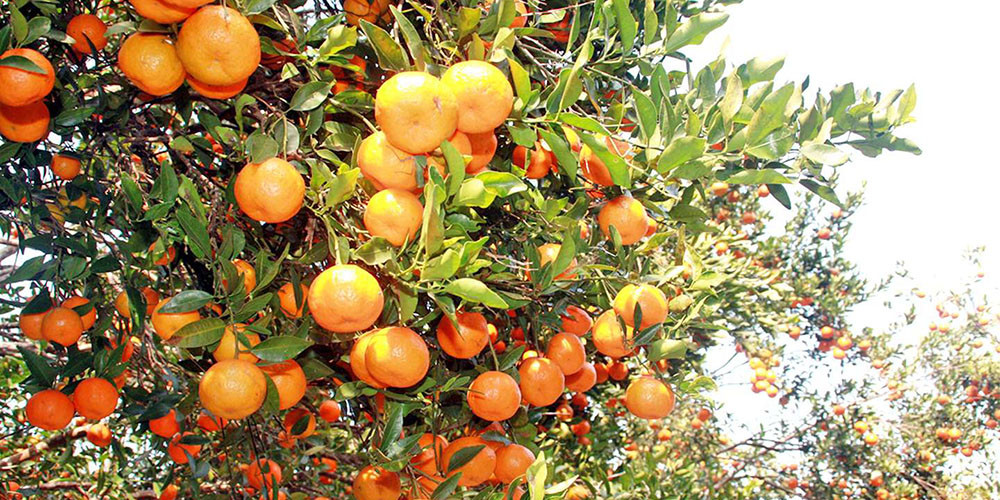 सडकका कारण सुन्तला ढुवानी गर्न कठिनाइ