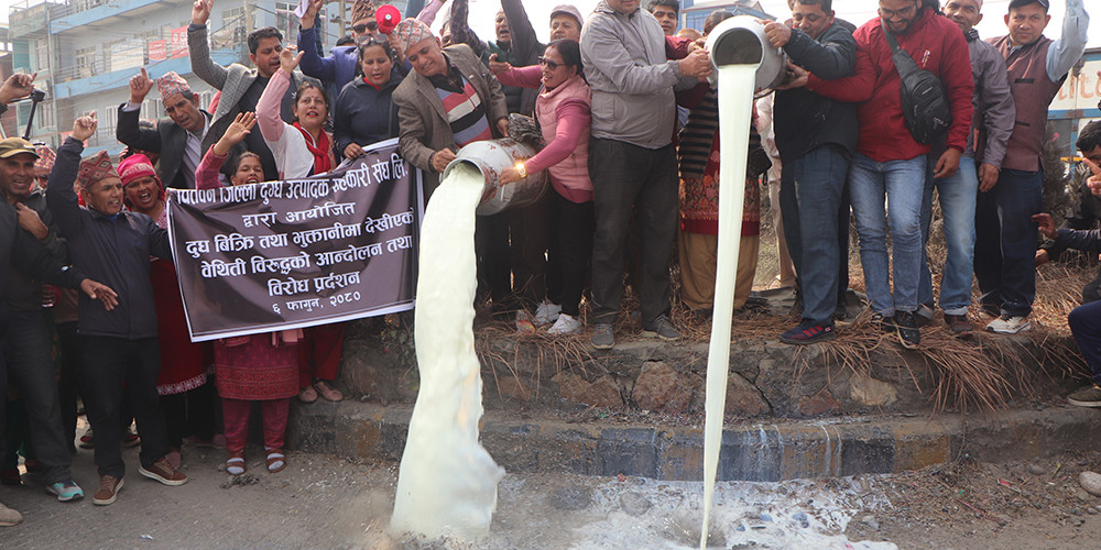 पैसा नपाएपछि सडकमा दूध पोखेर विरोध प्रदर्शन गर्दै किसान