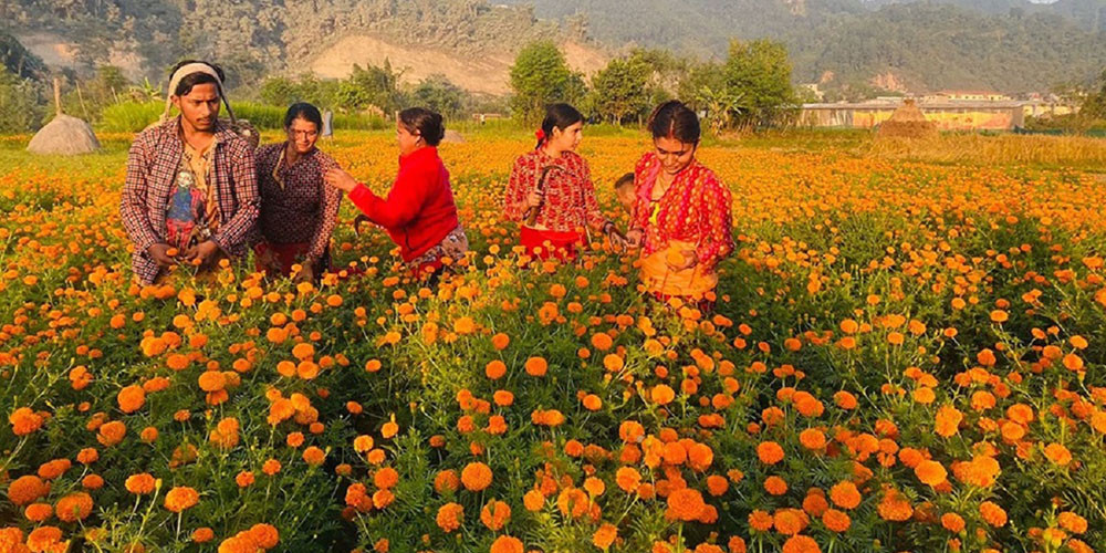 फूल खेती गर्ने किसानलाई बजारको छैन चिन्ता, घरआँगनमै पुग्छन् फूल व्यापारी 