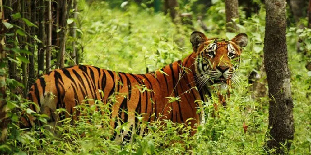  चितवन राष्ट्रिय निकुञ्जको मध्यवर्ती क्षेत्रमा १४ पाटेबाघ भेटिए