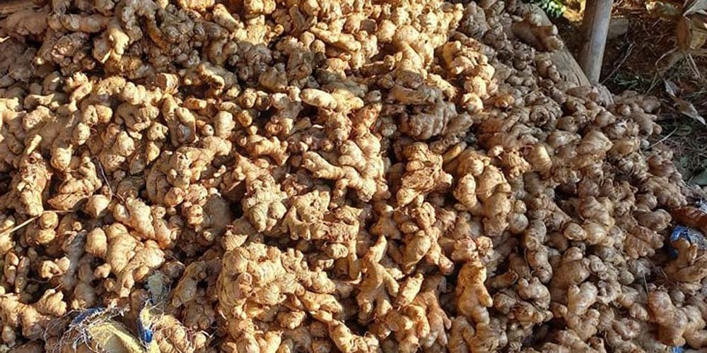 रुकुमपश्चिमबाट ९ करोडको अदुवा बिक्री
