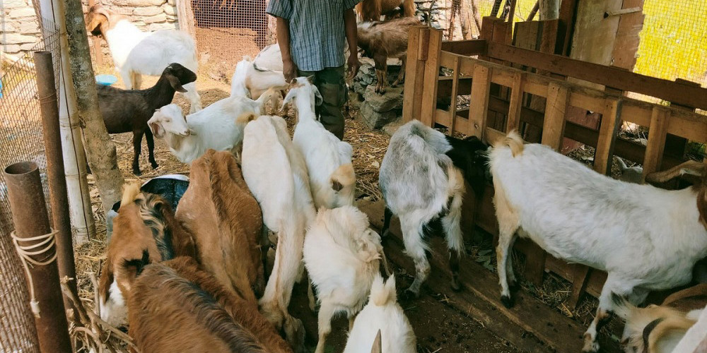 कृषिबाट गाउँमै मासिक डेढ लाख आम्दानी