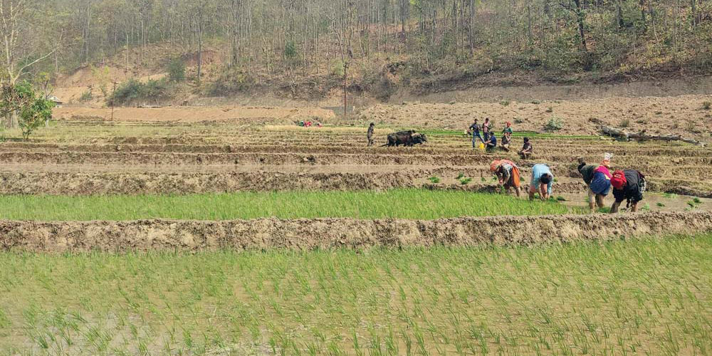 बाराका किसानले चैते धान पनि रोप्न पाएनन्