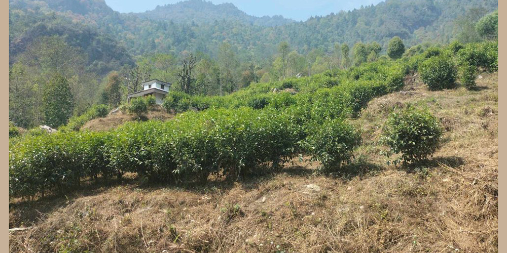 गौश्वाराको सिद्धभूमे सामुदायिक वनमा चिया खेती