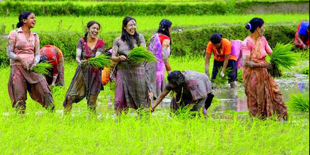 आज असार १५, राष्ट्रिय धान दिवस मनाइँदै