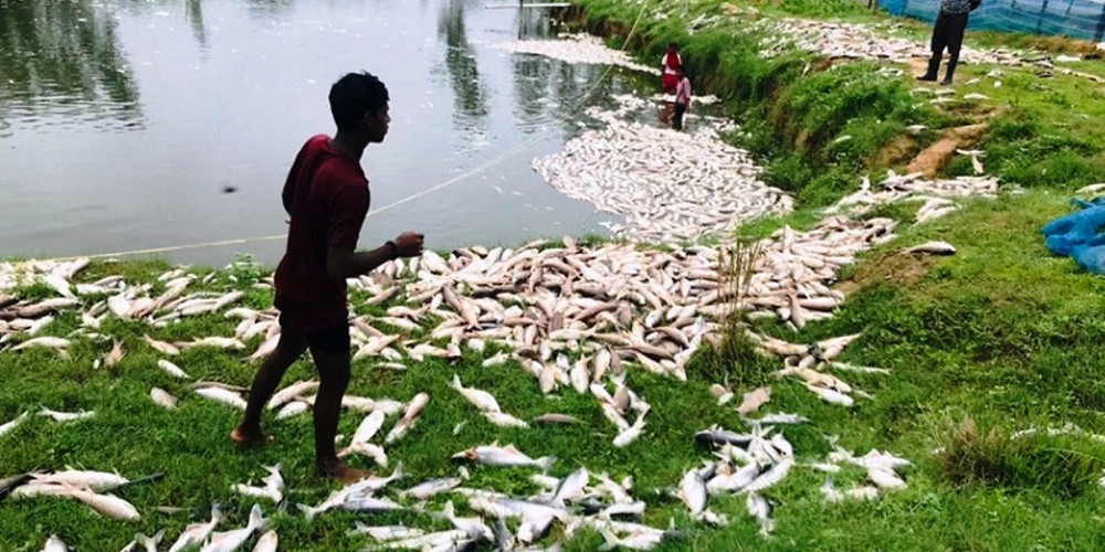 माछा मरेपछि साठी लाख बराबरको क्षति