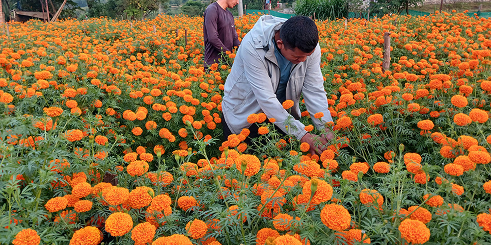 पाल्पामा सयपत्री फूलको माग उच्च