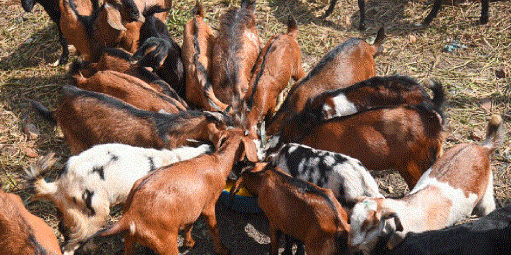 खसीबोका किन्दा हरियो सिङ भएका मात्र किन्न सुझाव