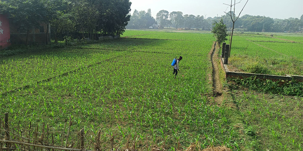 सुनसरीमा घट्दै गहुँखेती, बढ्दै मकैखेती