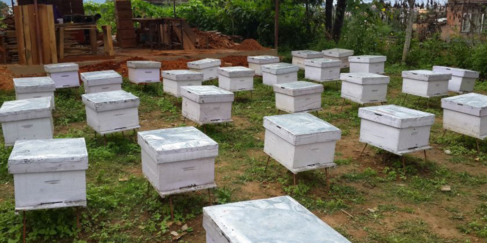 मौरीपालन व्यवसायले बदलिएको मीनबहादुरको भाग्य