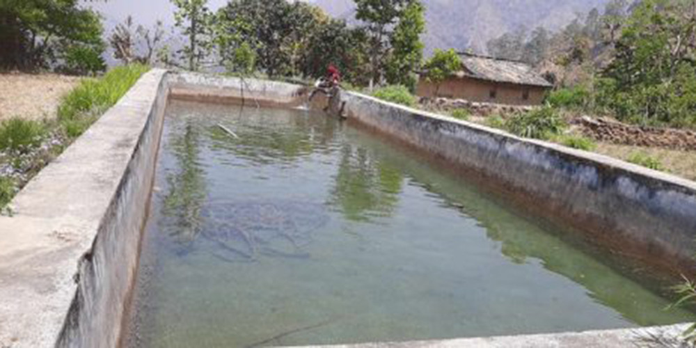 पोखरीमा पानी सङ्कलन गरेर सागसब्जी फलाउँदै कैलालीका किसान
