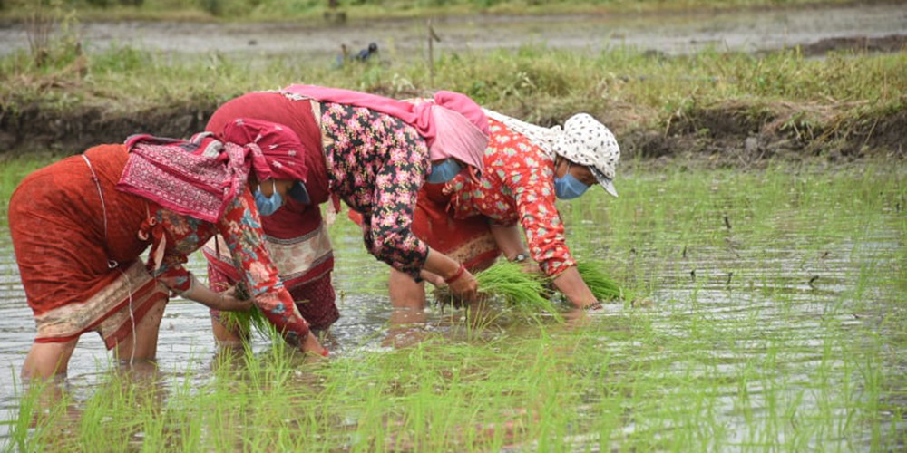 गण्डकी प्रदेशमा ५० प्रतिशत रोपाइँ