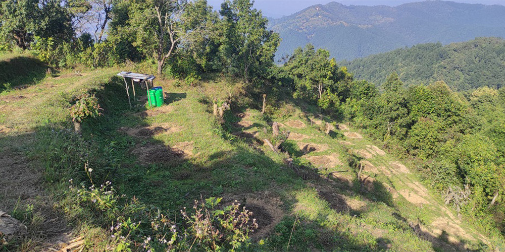 तनहुँमा सुन्तलाखेतीतर्फ आकर्षण बढ्दै