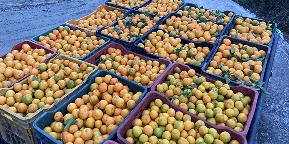 बगैँचामै पुग्छन् सुन्तला व्यापारी, किसान छन् मख्ख