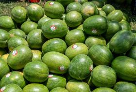 पोखरामा तरबुजा खेतीः चार महिनामा १५ लाख रूपैयाँ आम्दानी