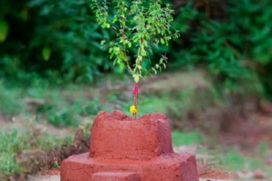 आज हरि बोधिनी एकादशी : घरमा रोपिएको तुलसीलाई दामोदरसँग विवाह गरिँदै
