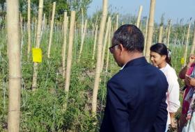 विषादीरहित तरकारी उत्पादनमा टीकापुरका किसान