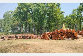 नीति अभावले करोडौँको काठ वनमै कुहिँदै