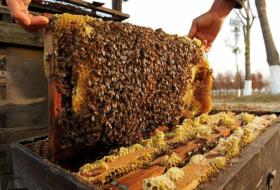 मौरीपालनबाट वार्षिक ६५ लाख आम्दानी गर्दै डिलबहादुर