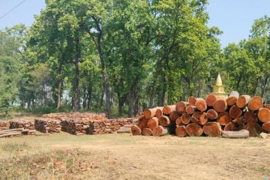 बाँकेमा काठको उत्पादन वृद्धि हुँदै